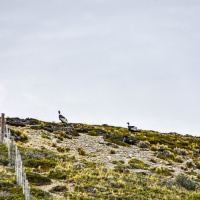 Patagônia Sul - Fim de Ano